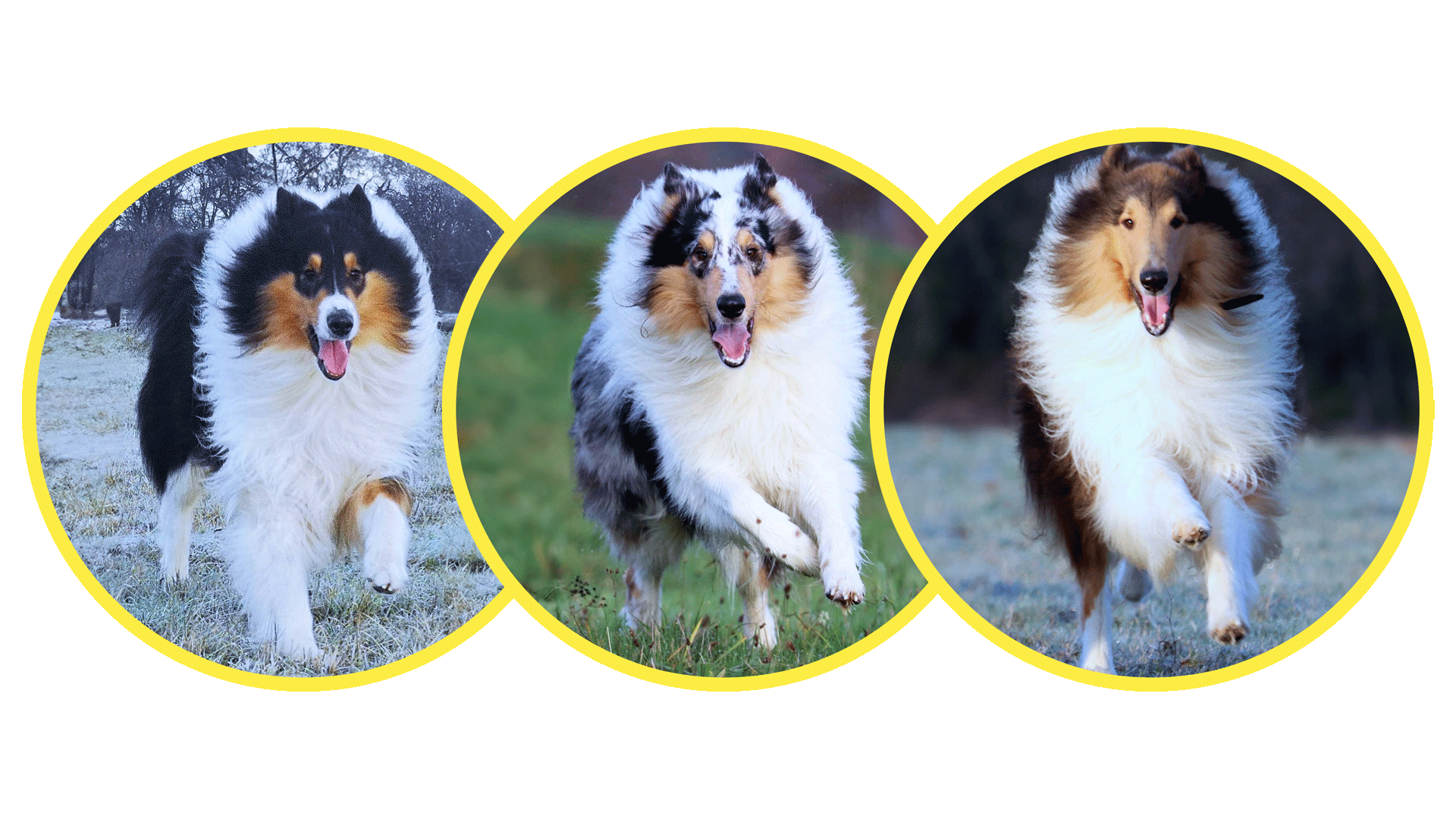 Drei kleine Bilder von amerikanischen Collies die auf einer Wiese rennen